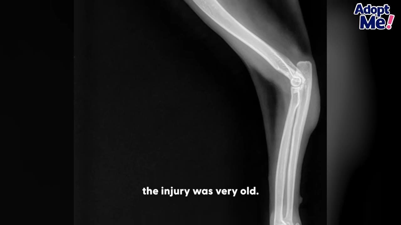 An X-ray of an animal's leg bone, showing the joint and structure against a black background.