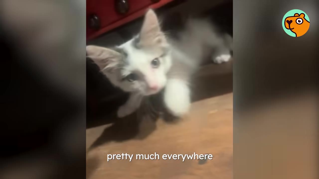 A small white and grey kitten peeks out from underneath a dark piece of furniture onto a wooden floor.