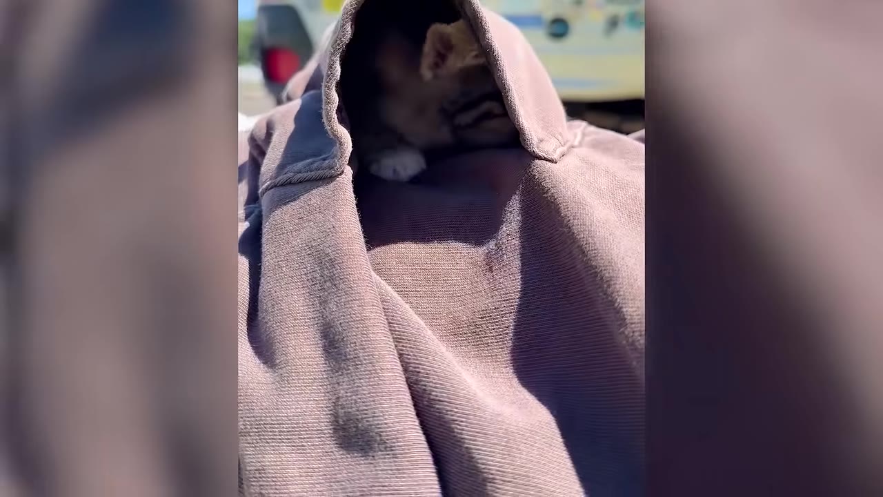 A small kitten peeks out from inside the hood of a brown sweatshirt.