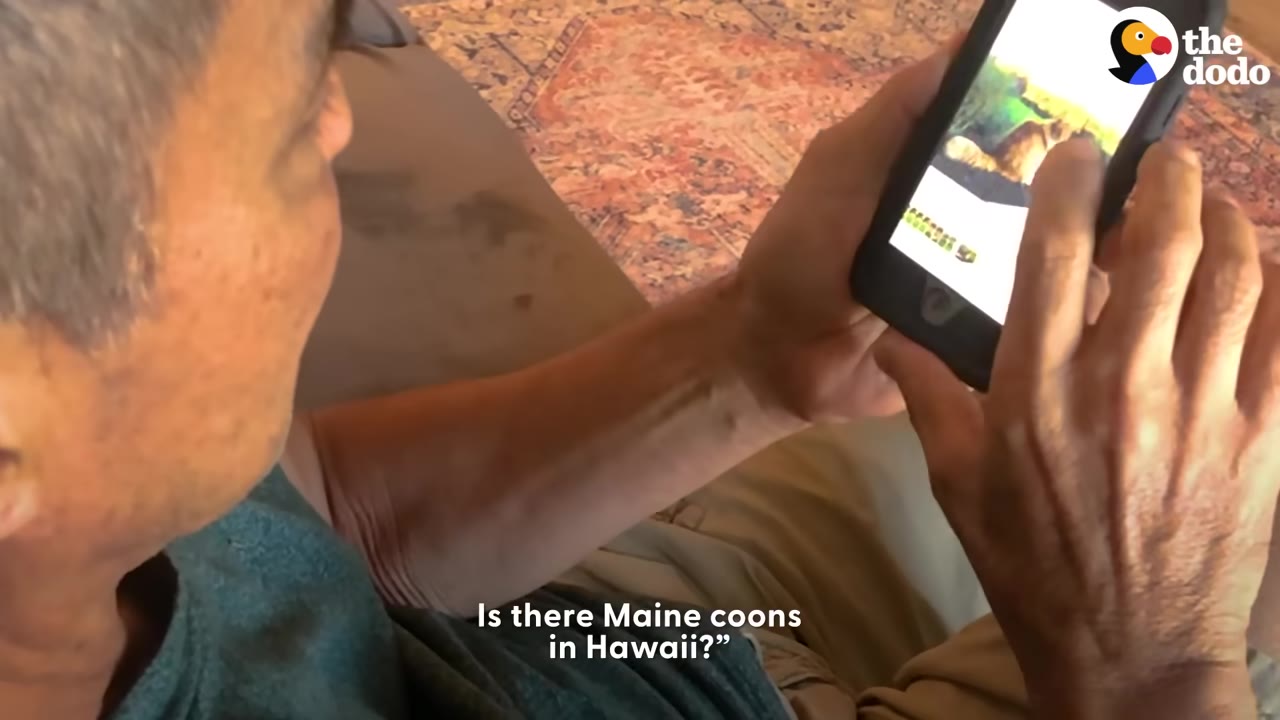 A close-up over-the-shoulder shot of a man holding a smartphone, researching Maine Coon cats on his screen.
