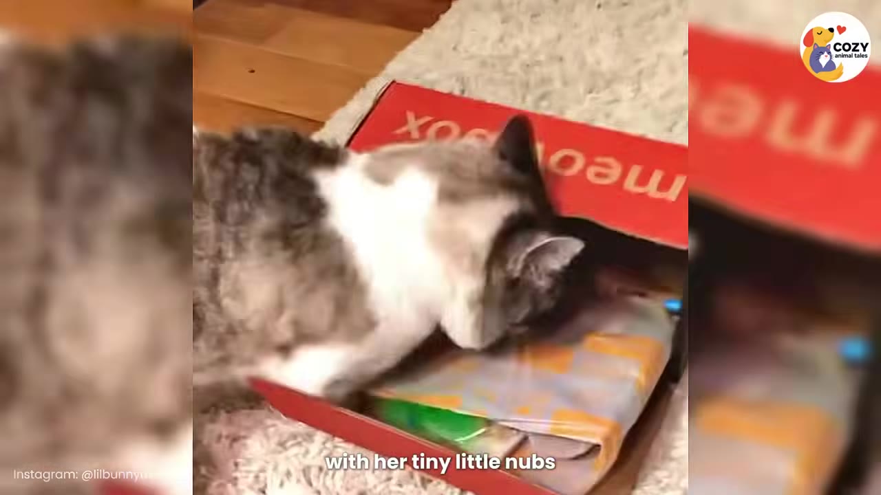 A grey and white cat curiously sniffing inside a red cardboard box on a carpeted floor.
