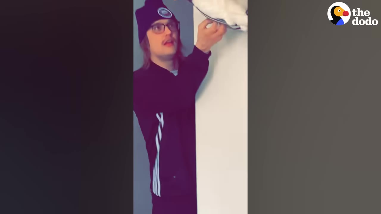 A man wearing a black beanie and glasses looks up in surprise as a white cat reaches down from a wall-mounted hammock above him.