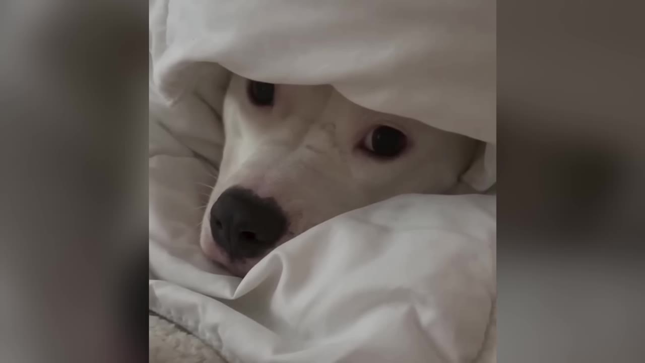 A close-up shot of a white dog peeking out from underneath a white blanket, looking directly at the camera with dark eyes.