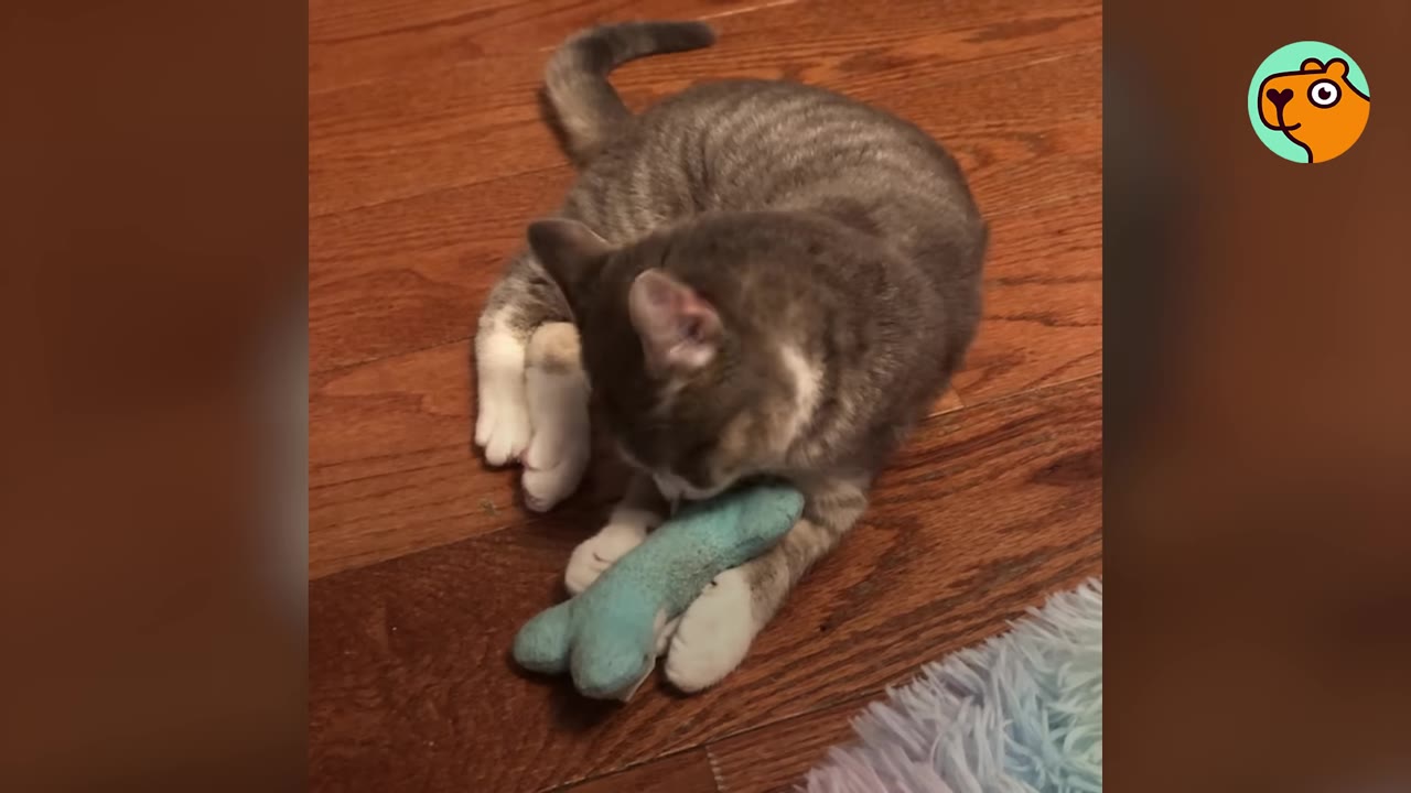 A grey tabby kitten lying on a wooden floor, playing with a small blue plush toy bone.