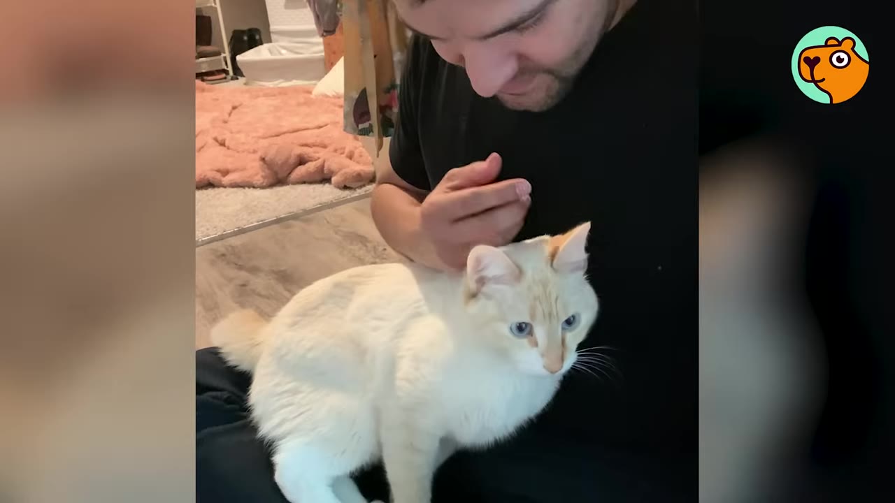 A light-colored cat with blue eyes sits calmly on a person's lap as they look down at the cat affectionately.