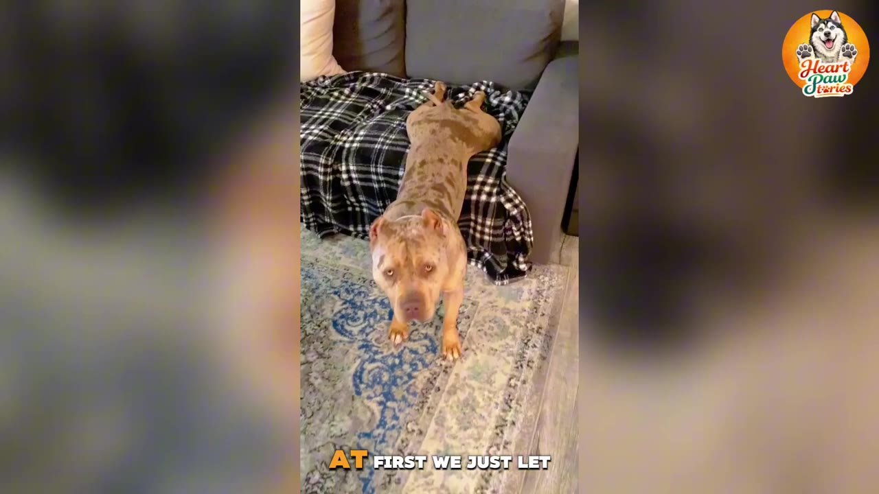 A light brown and grey merle dog stands with its front paws on a patterned rug and its hind legs stretched out on a grey sofa, looking directly at the camera with a cautious expression.