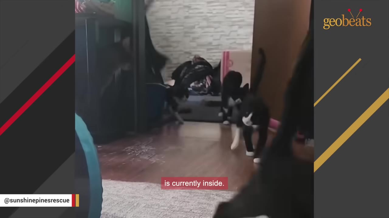 Several black and white tuxedo cats walking around inside a room with wooden floors.