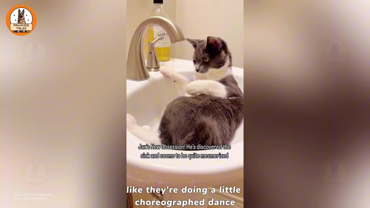 A fluffy grey and white cat named Jax sits comfortably inside a white bathroom sink, looking calmly towards the faucet.