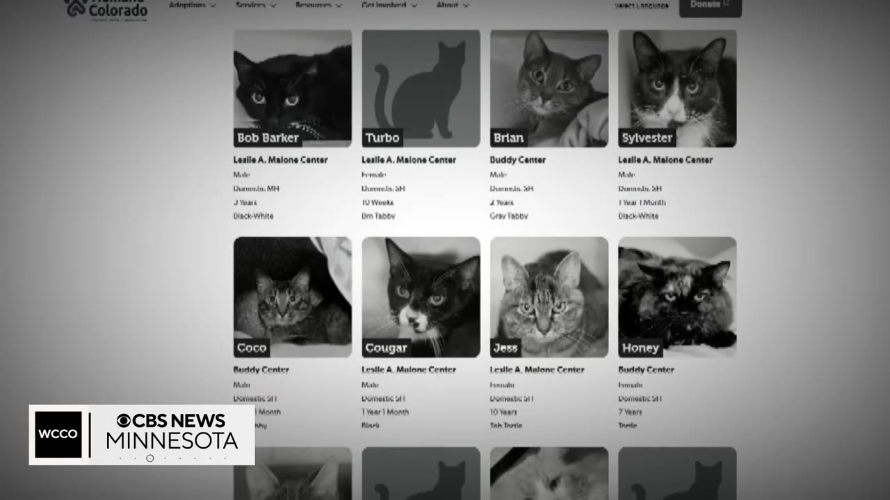 A screenshot of a Colorado Humane Society website showing a grid of adoptable cats with names like Bob Barker, Turbo, Brian, Sylvester, Coco, Cougar, Jess, and Honey.