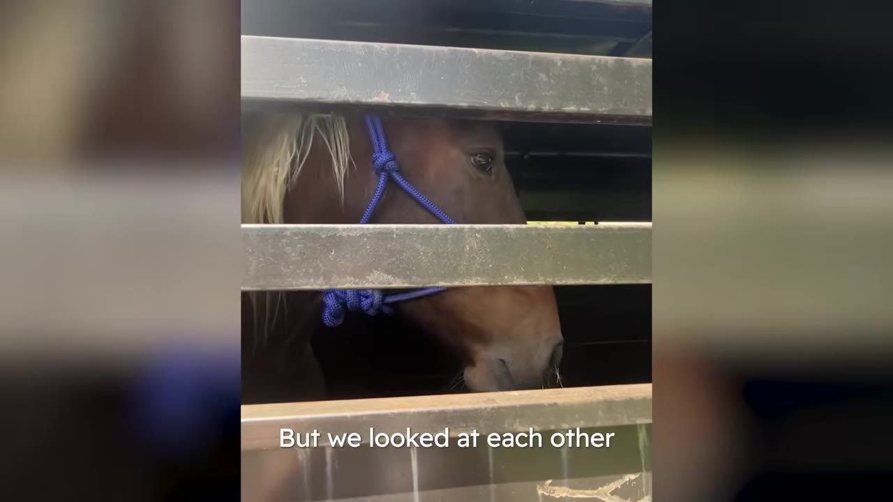 A brown horse wearing a blue rope halter looks through the metal bars of a trailer.