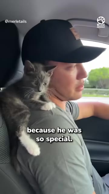 A man wearing a black baseball cap drives a car with a small grey and white kitten perched on his shoulder.