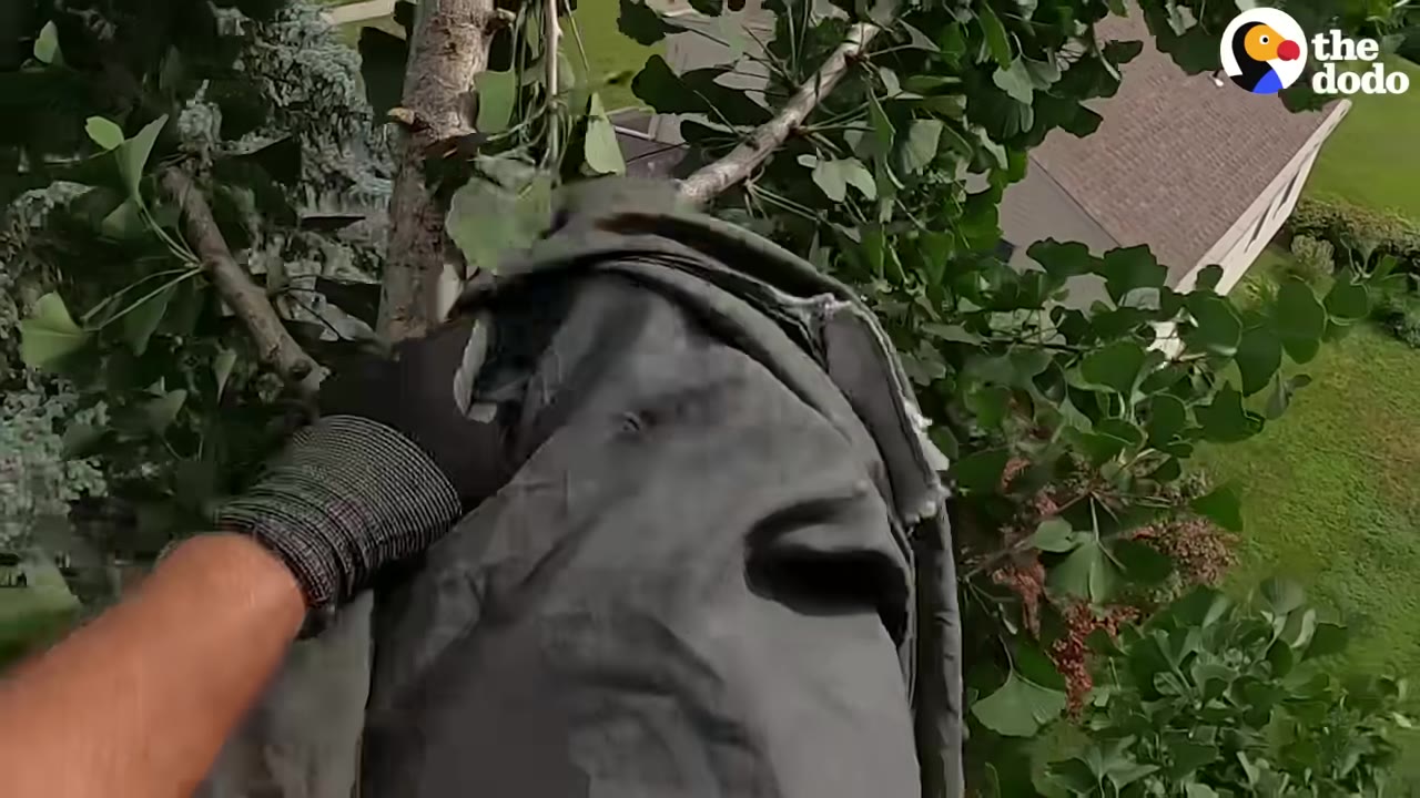 A first-person perspective of a rescuer wearing a work glove and holding a grey bag containing a cat while perched high up in a tree.