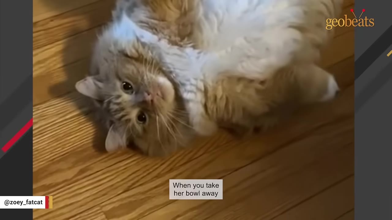 A fluffy orange and white cat lying on its back on a wooden floor, looking up at the camera.