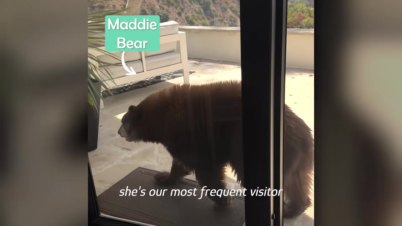 A brown bear walks across a concrete patio outside a sliding glass door, with a text graphic identifying her as Maddie Bear.