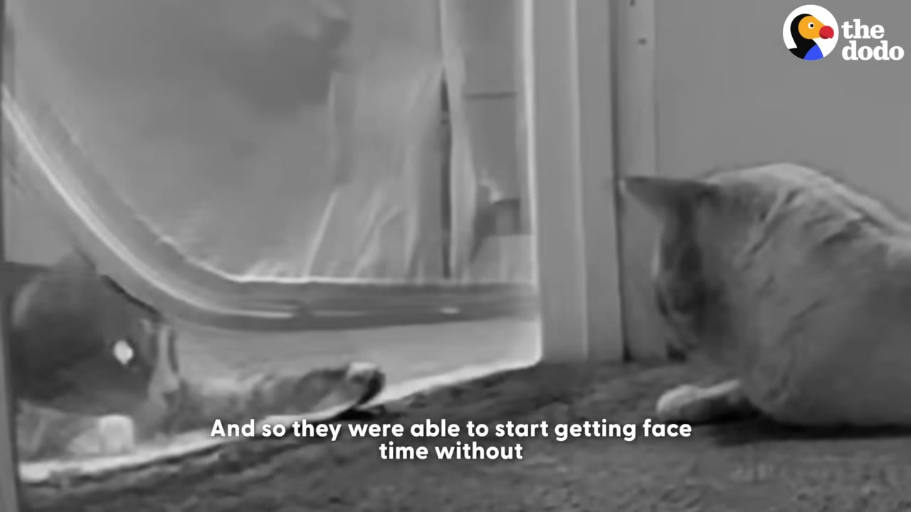 A black and white video frame showing two cats looking at each other through a mesh screen door.