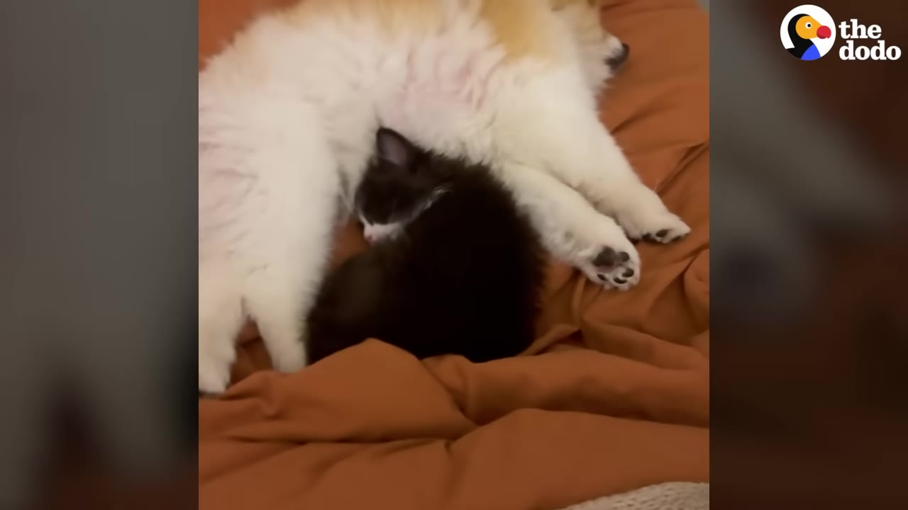 A fluffy white and tan Pomeranian dog lies on an orange blanket with a small black and white kitten snuggled against its belly.