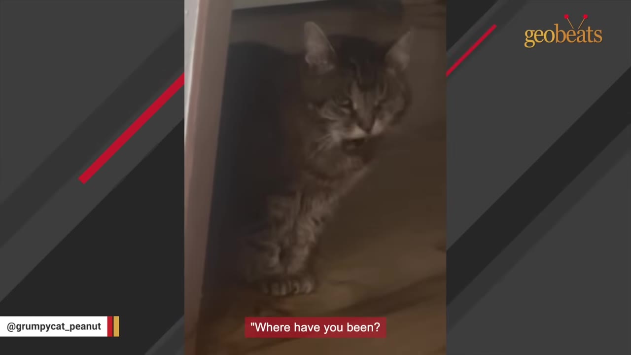 A fluffy brown tabby cat peers out from behind a doorway with a grumpy expression, with a text overlay that reads "Where have you been?".