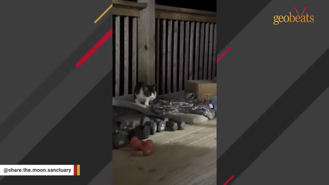 A black and white cat stands on a wooden back porch at night near a pet bed and some dumbbells.