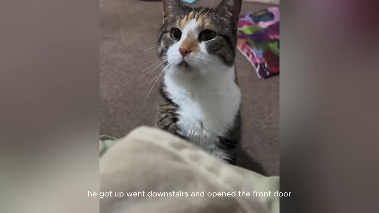 A calico cat looks up attentively with wide eyes, sitting on a carpeted floor.
