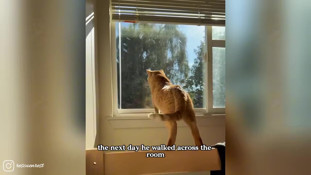 An orange cat stands on a window sill, looking out a bright window at green trees outside.