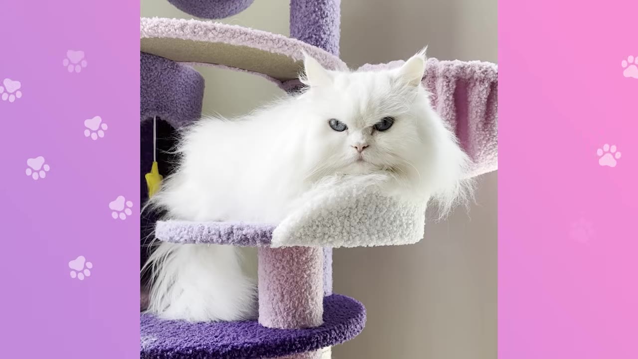 A fluffy white Persian cat with blue eyes rests on a purple and white cat tree.