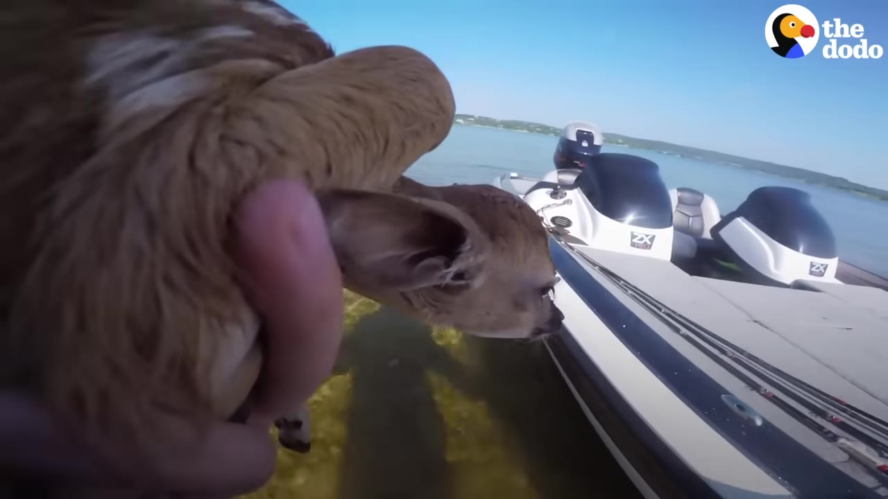 A close-up view of a person holding a small, brown fawn in their hands next to a motorboat on the water.