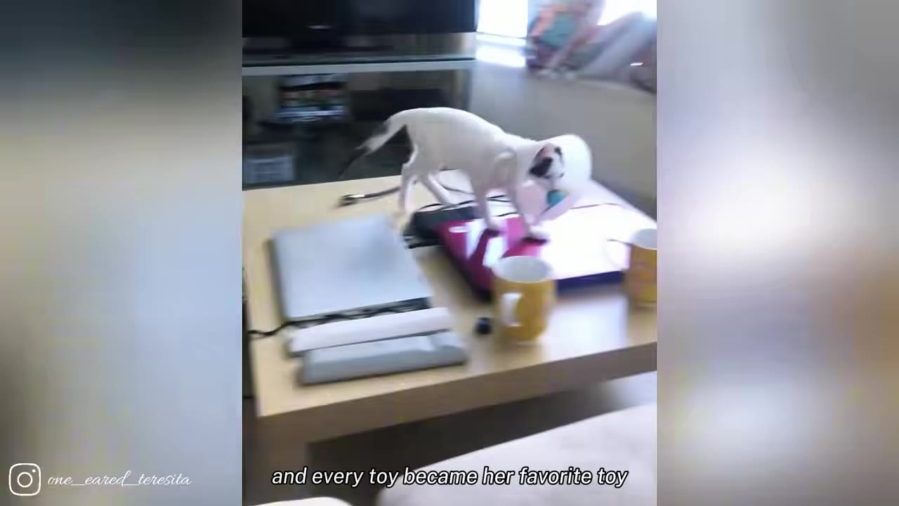 A slender white kitten wearing a white recovery cone walks across a coffee table cluttered with laptops and mugs.