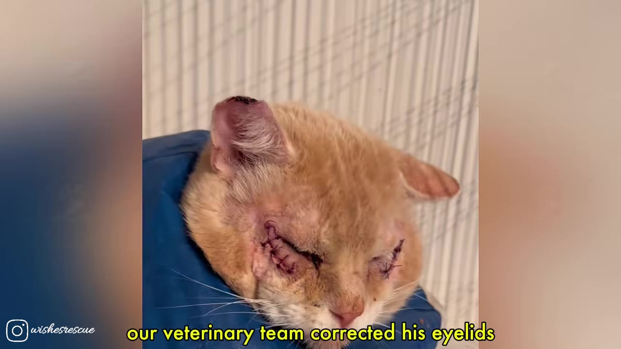 An orange cat with surgical stitches on both of its closed eyelids, wearing a blue recovery collar.
