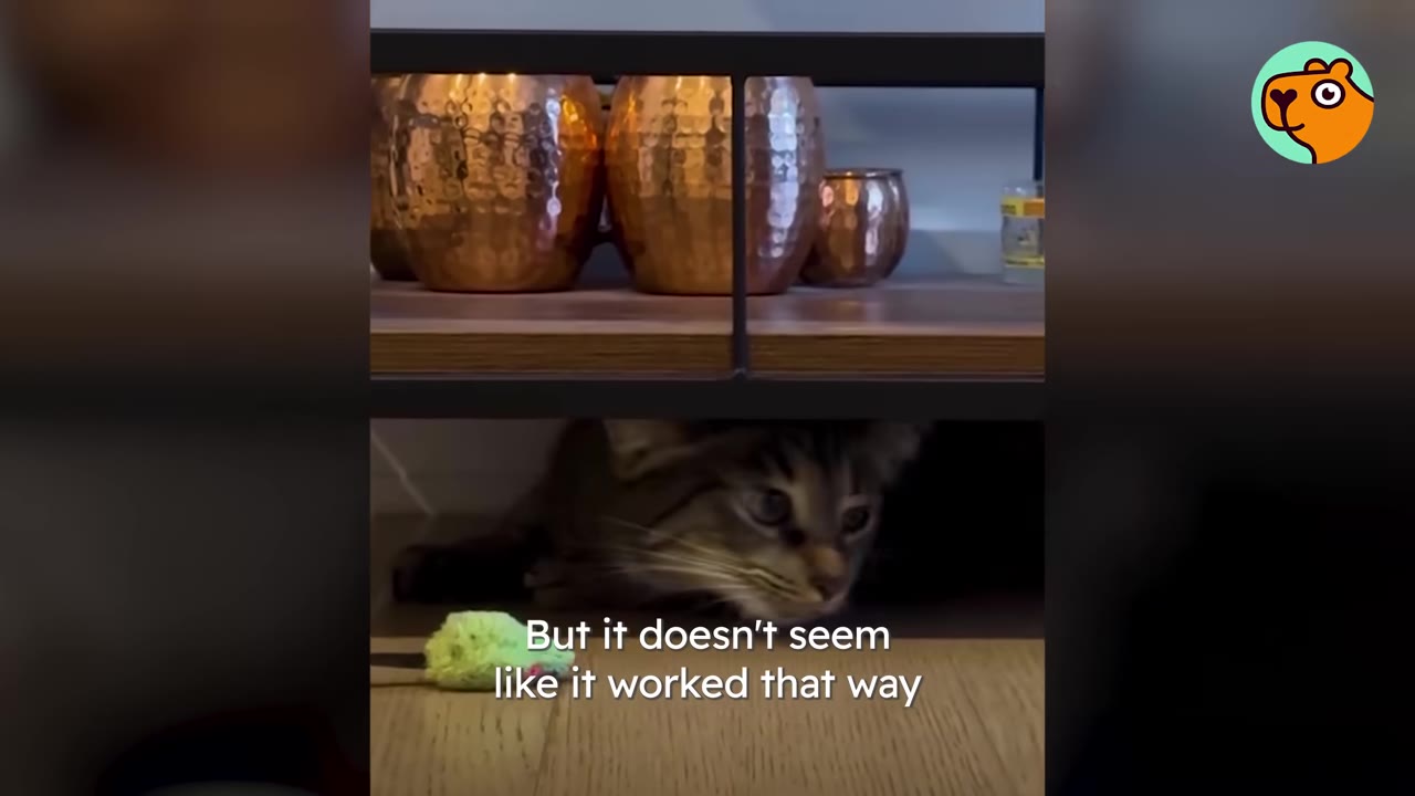 A small tabby cat hides in the dark space underneath a wooden shelf with copper pots on top.