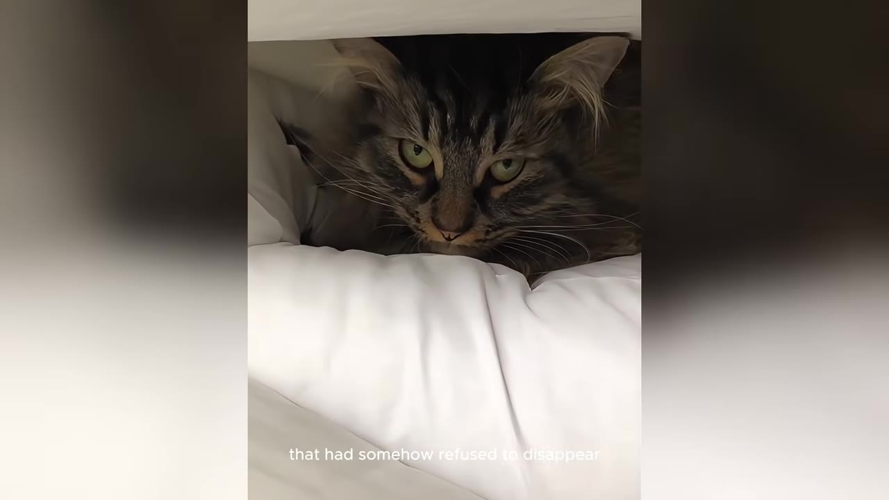 A fluffy tabby cat with green eyes peeks out from under a white pillow.
