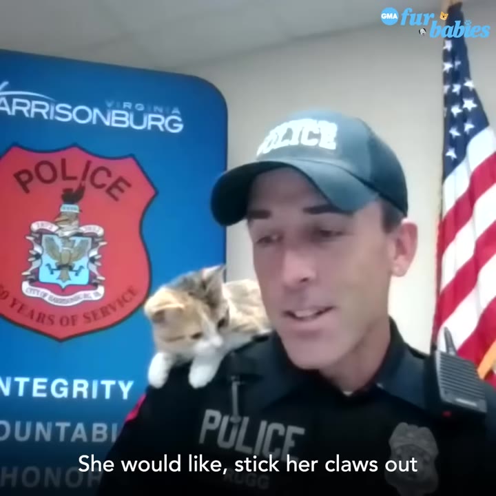 A police officer speaking with a small calico kitten perched on his shoulder, with subtitles reading 'She would like, stick her claws out'.