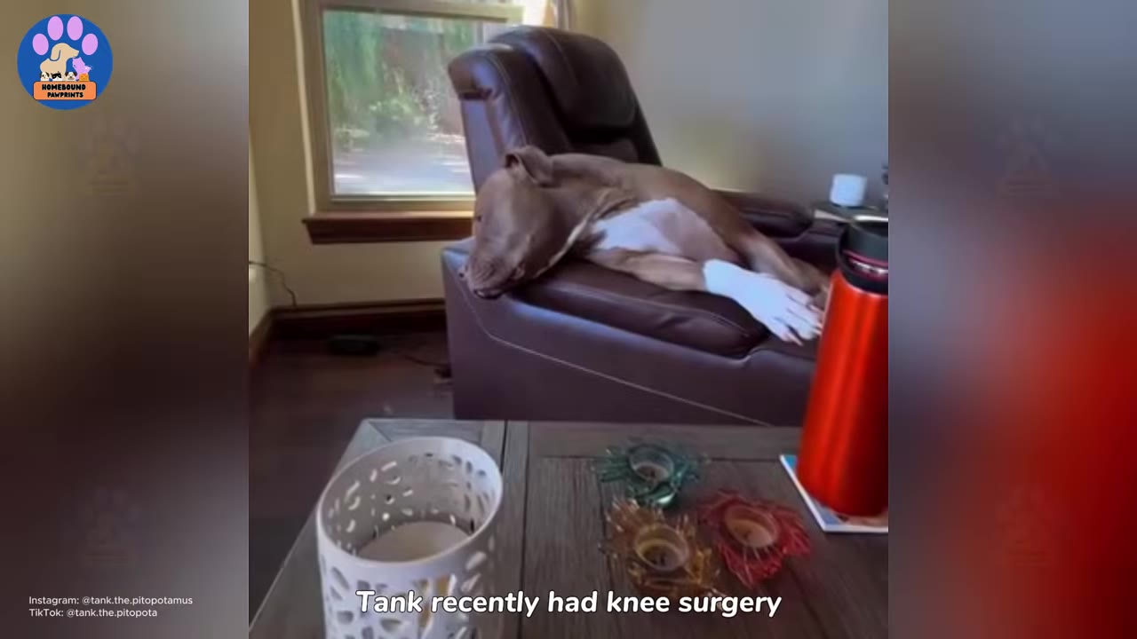 A brown pit bull with a white bandage on its front leg rests on a brown leather recliner chair.