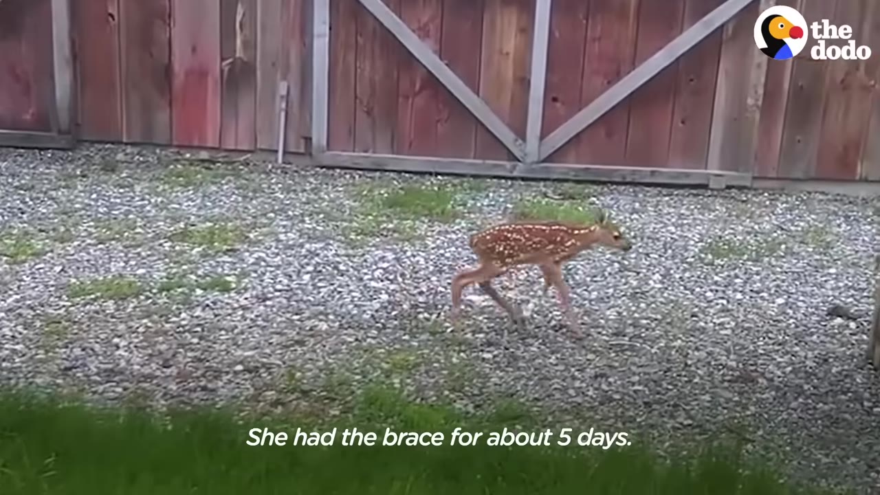 A small spotted fawn with a custom brace on its rear leg walks across a gravel yard in front of a wooden fence.