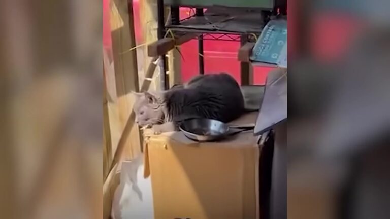 Family Moves Into New Home In Arkansas, But The Secret Waiting On The Porch Leaves Them Stunned