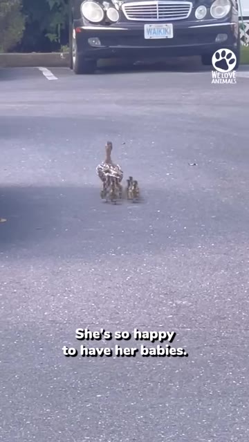 A mother duck walks across an asphalt parking lot with her small ducklings gathered closely behind her.