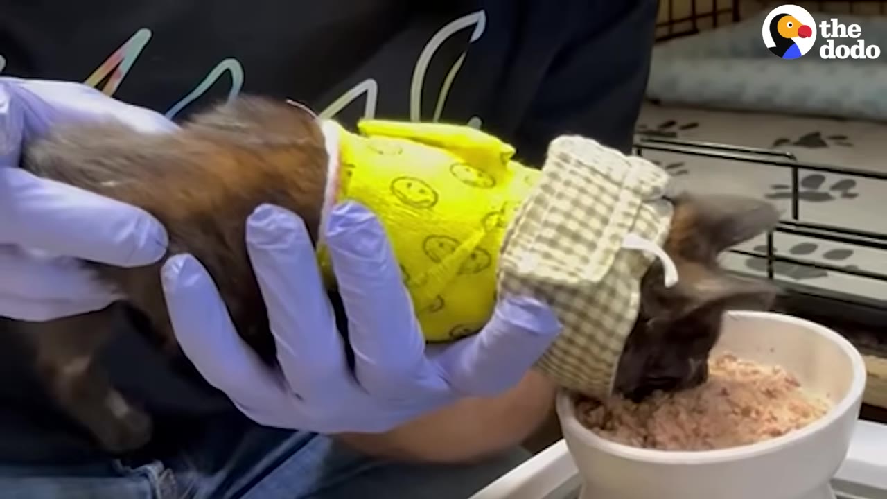 A person wearing purple gloves gently holds a small kitten wearing a yellow vest and a plaid neck brace as it eats from a white bowl.