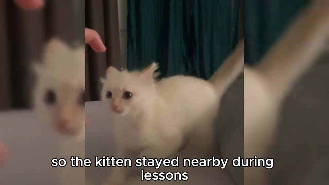 A small white kitten looking alert with text overlay that reads 'so the kitten stayed nearby during lessons'.