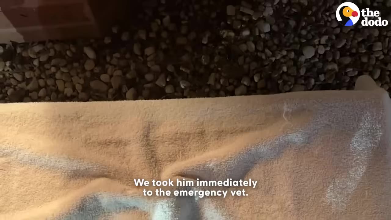 A tan towel draped over a carrier or box on a gravel surface, with text overlay reading 'We took him immediately to the emergency vet.'