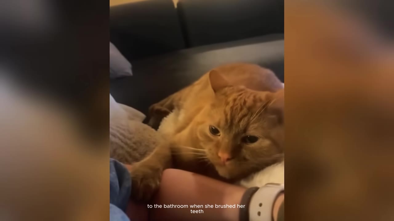 An orange tabby cat lying comfortably on a couch next to a person's arm.