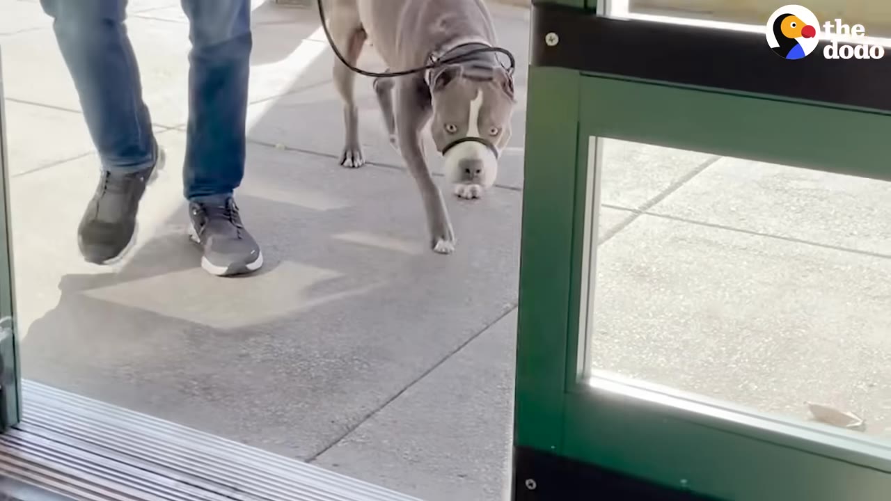 A grey and white dog wearing a gentle leader leash walks through a store doorway next to a person in blue jeans and sneakers.