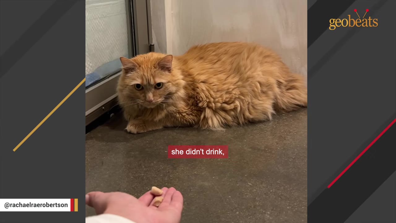 A fluffy orange cat lies on a concrete floor, looking warily at the camera as a hand offers treats in the foreground.