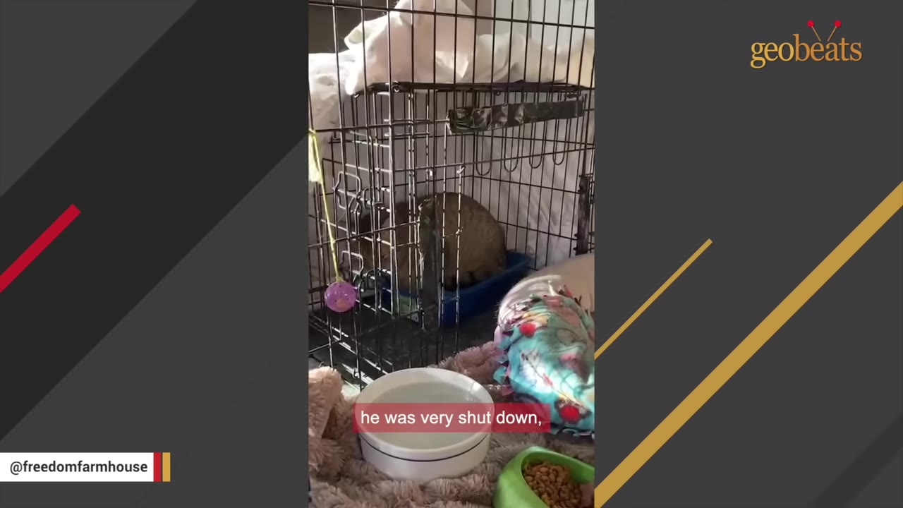 A brown tabby cat sits huddled inside a wire crate next to a colorful pet bed and food bowls.