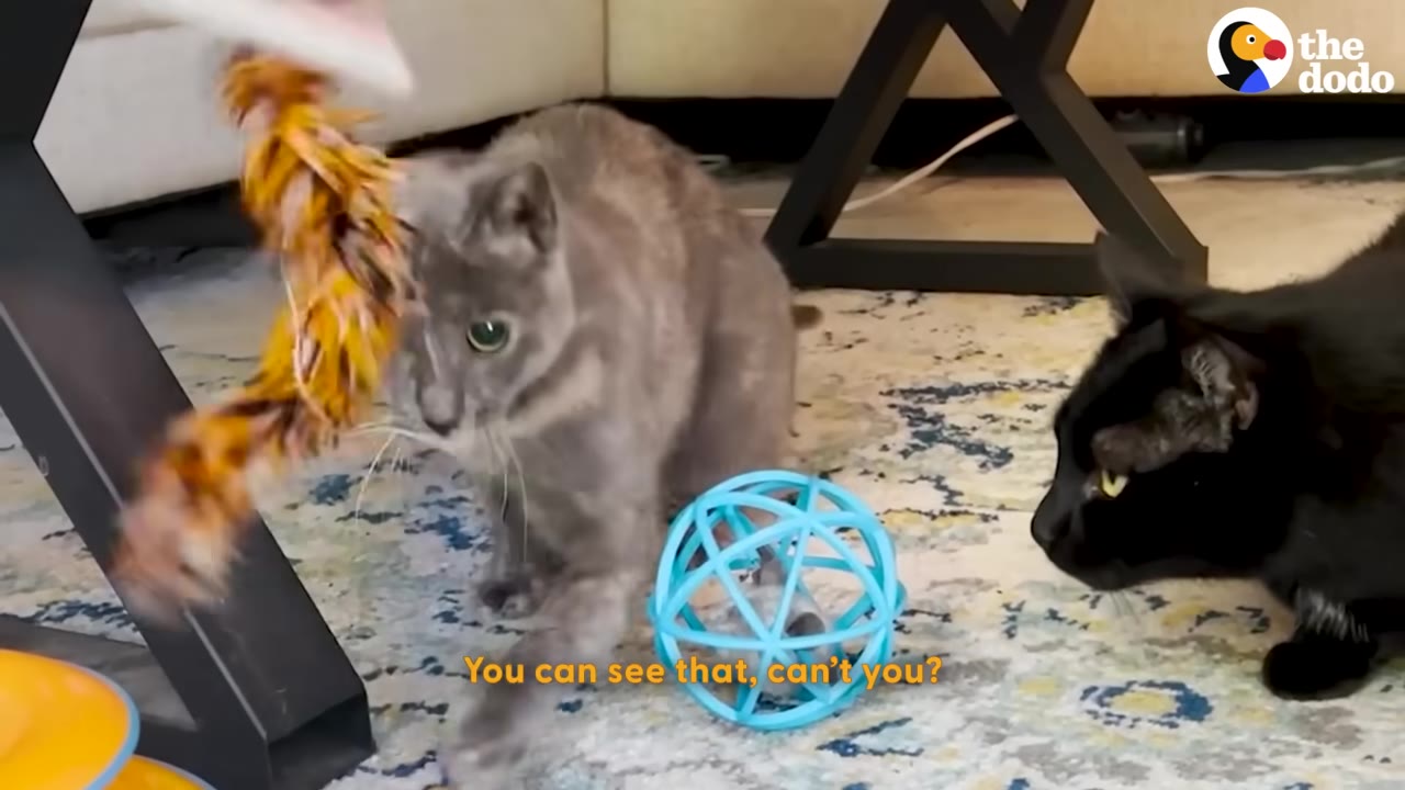 A gray cat named Philomena plays with a colorful feather toy on a patterned rug, while a black cat named Leon watches from nearby.