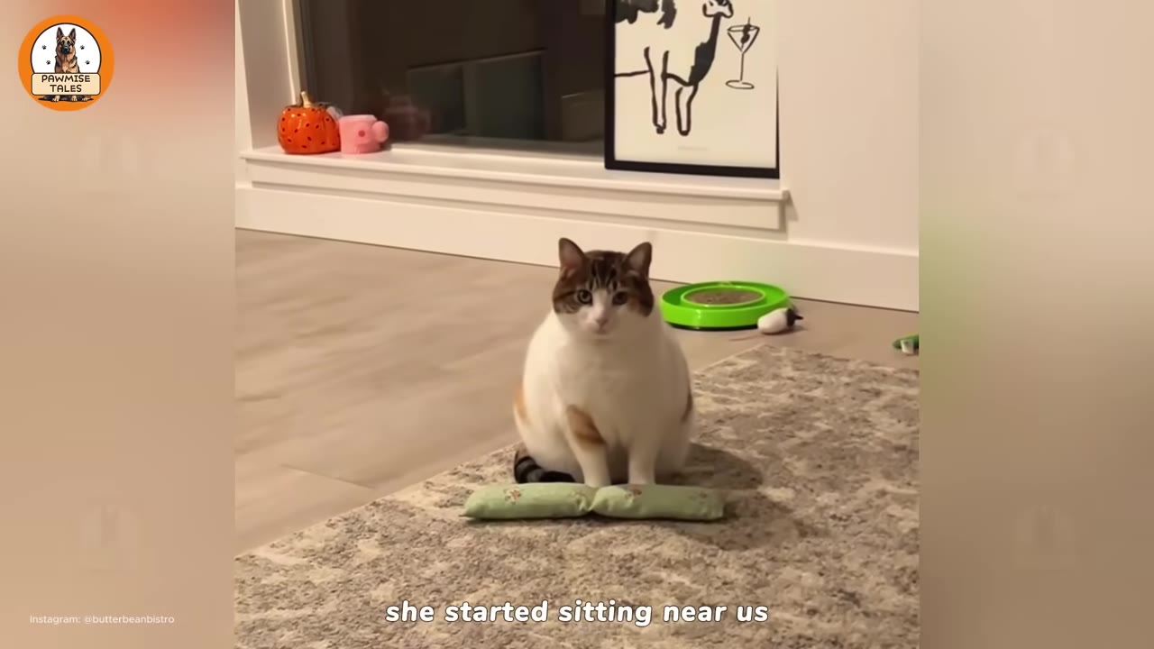 A white and brown cat sits calmly on a grey rug next to a small green pillow, looking directly at the camera in a living room.