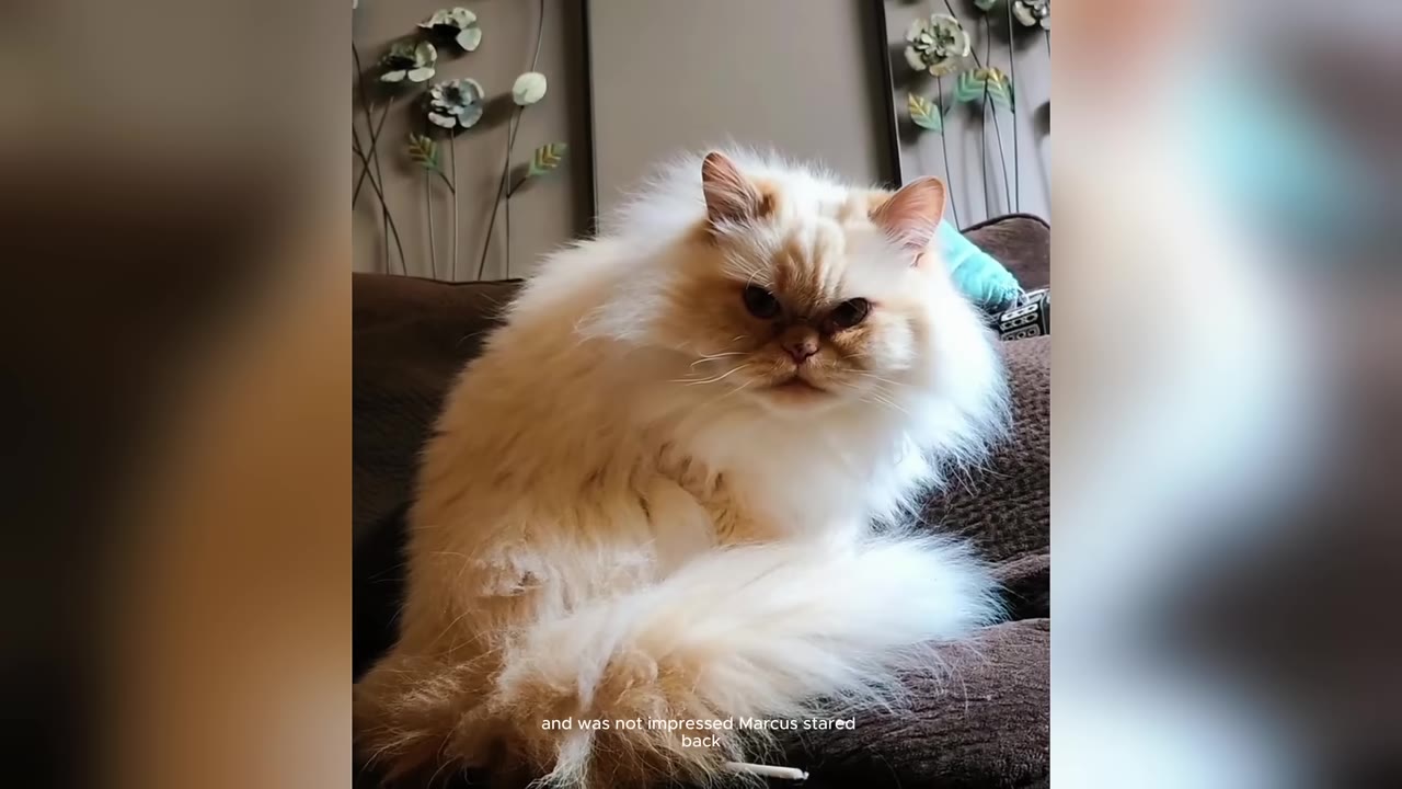 A fluffy cream-colored Persian cat with a grumpy expression sits on a brown couch, staring directly forward.