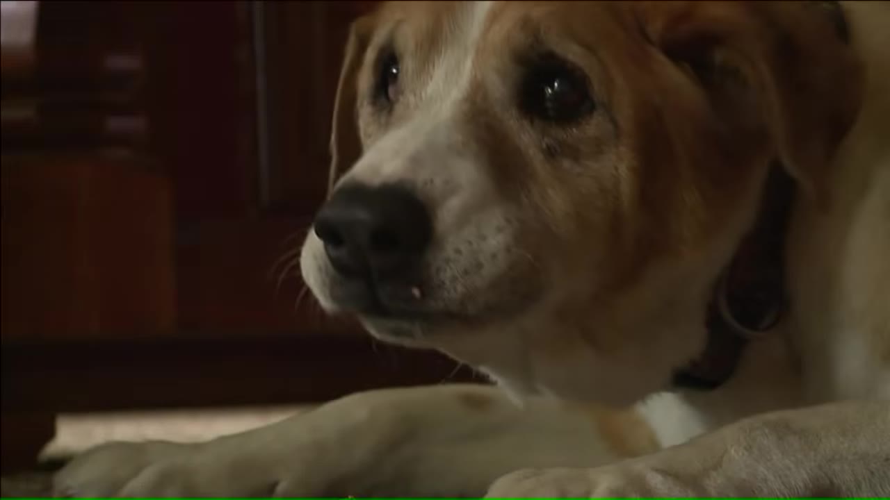 A close-up shot of a tan and white dog lying down with a sad, expressive look in its eyes.