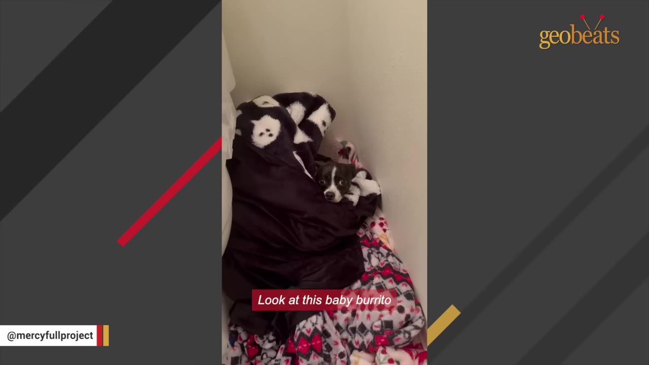 A small black and white dog wrapped snugly in a black blanket, looking out with wide eyes while nestled in a corner.