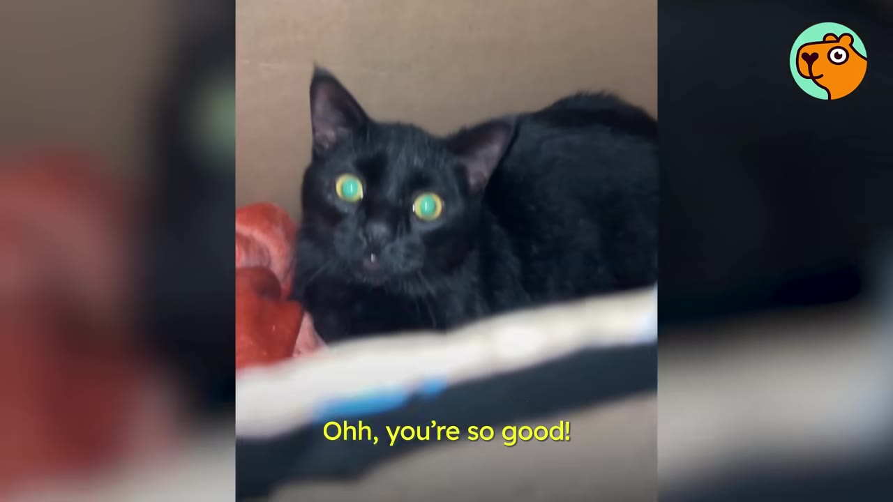 A close-up of a black cat with wide, bright green eyes looking startled inside a cardboard box.