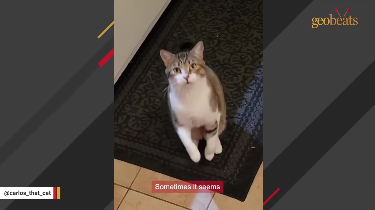 A brown and white tabby cat standing on its hind legs on a dark mat, looking up with an alert expression.