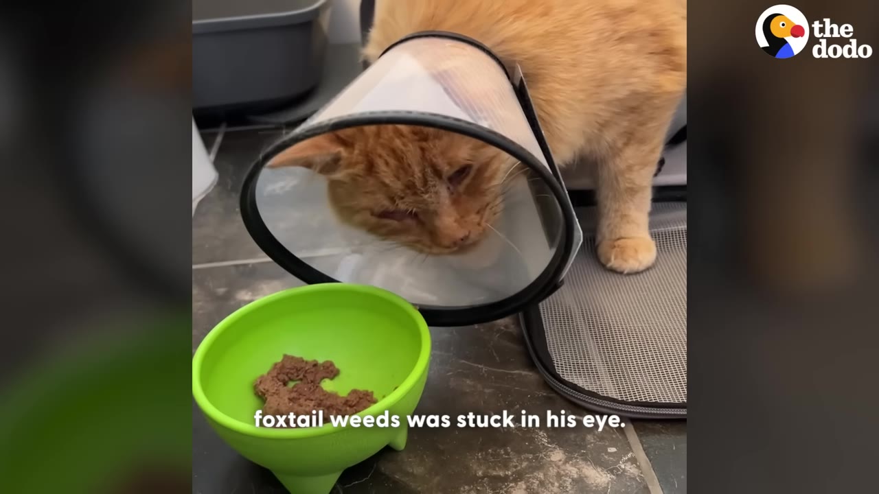 An orange cat wearing a protective plastic cone stands near a green bowl of food, with its eye appearing irritated.